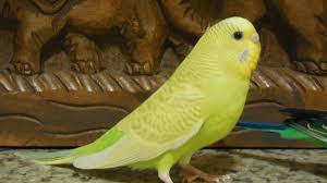 Muhabbet Kusu Sesleri Ve Muhabbet Kusu Seslerinin Anlamlarini Ogrenmek Istiyorsaniz Bu Liste Tam Olarak Sizlik Ku Pet Bird Cage Budgies Singing Happy Animals