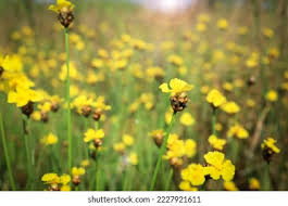 Image result for Xyridaceae