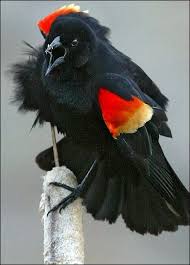 List Birds That Start With B Pin On Life List Birds