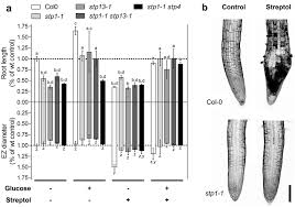 Image result for Tricalysia semidecidua