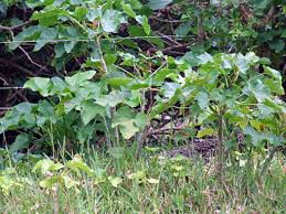 This is the reason that you find the plant all over the world, mainly transported by seeds and 1. Pests Pests Entities Weeds Jatropha Curcas Weed Risks India The World Pestnet