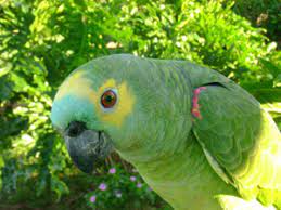 We did not find results for: Pet Birds For Sale Near Me Craigslist Pet S Gallery