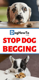 How To Stop Your Dog From Begging Dogs Your Dog Stop Dog Barking