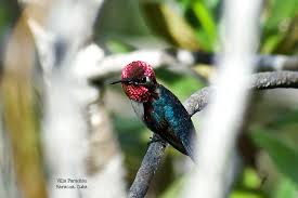 Villa Paradiso Baracoa Posts Facebook