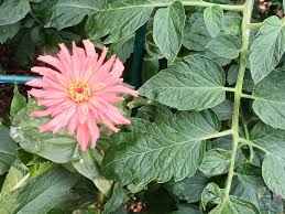 Image result for Cornflower 1994 Reliant