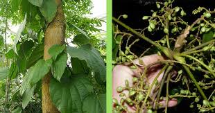 Image result for Lannea welwitschii