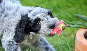 But while these popular lawn and garden plants are certainly attractive, they. How To Keep Your Garden Safe For Pets Five Dangerous Spring Flowers Express Co Uk