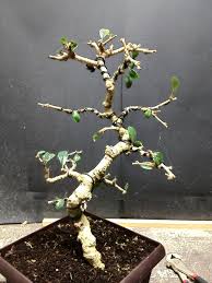 Each tiny leaf maintains its adorable size as the tree grows and is sculpted into a bonsai. Fukien Tea 1 Carmona Microphylla Eschmidt Pa Bonsai