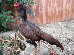 Asil Club Search Photos Galos Indios Racas De Galinhas Animais