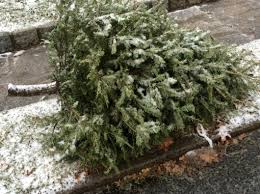 18%, 126 items, auction manager: Brookfield Boy Scouts Announce Christmas Tree Pick Up Service