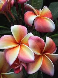 Frangipani Flower Seeds Plumeria Flowers Plumeria Tree