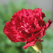 Blumensamen Historische Nelken | Manufactum