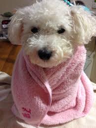 Teddy bear puppies are easy to train and are very smart puppies. Teddy Bear Puppies Rescue Wisconsin Bmo Show