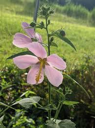 Image result for Dyschoriste radicans