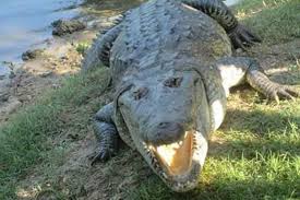 Tampico es el puerto jaibo, pero tiene en su escudo a dos nutrias y ahora otro personaje surgido de las especies marinas está acaparando la atención desde hace varios años, lo que está significando una mutación en el emblema de la ciudad, pasando así de ser ciudad de perros de agua a capital del cocodrilo. Paran Trafico En Tampico Para Que Pase El Cocodrilo Juancho De Mas De 2 Metros