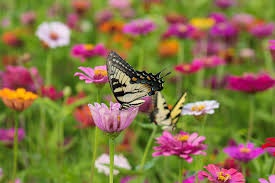 Many of us enjoy the beauty of flowers in our backyard and community gardens. 15 Best Plants That Attract Pollinators Best Flowers For Pollinators