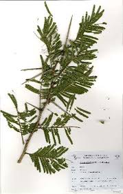 Image result for Acacia welwitschii