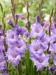 Image result for Gladiolus melleri