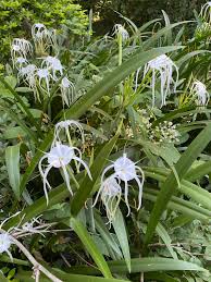 Image result for Rhinacanthus xerophilus