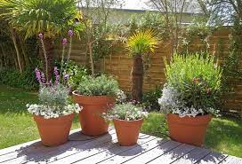 Conçu pour encourager une croissance saine et vigoureuse. Plantes En Pot Special Secheresse Gamm Vert