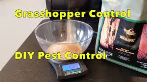 See full list on wikihow.com How To Prevent And Kill Grasshoppers Diy Review And How To Apply Nolo Bait Organic Gardening Tip Youtube