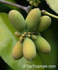 Image result for Gnetum africanum