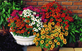 Maybe you would like to learn more about one of these? What Are 5 Long Lasting Flowering Plants