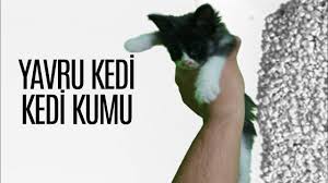 Yavru Kedi Bakimi Kedi Kumu Ve Tuvalet Egitimi Youtube