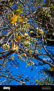 Image result for Erythrina fusca