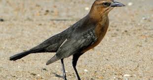 Black Bird With White Tail Tip Boat Tailed Grackle Grackle Bird Bird Life List