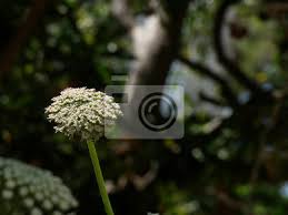 Maybe you would like to learn more about one of these? Flores Silvestres En El Mediterraneo Con Fondo Del Mar Flor Posters For The Wall Posters Thistle Beauty Meadow Myloview Com