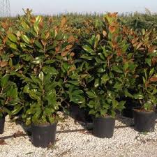 Image result for Mechowia grandiflora