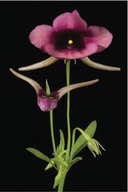 Image result for Corycium dracomontanum