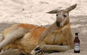 Kuvahaun tulos haulle kenguru