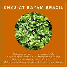 Selain mudah ditanam dan senang dijaga, terdapat pelbagai khasiat bayam brazil yang menjadikannya makin popular di malaysia. Khasiat Si Bayam Brazil Sape 1001 Rahsia Kecantikan Facebook