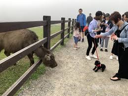 I love the water buffalo i got! Court Awards Compensation To Family Of Woman Killed By Water Buffalo Focus Taiwan