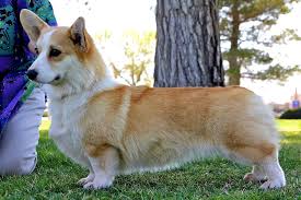 Please note that although the following are members of the lakeshore pembroke welsh corgi club. Corgi Breeder Sierra Vista Az Corgi Breeders Corgi Puppies