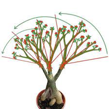 Pin On The Beauty Of Adenium