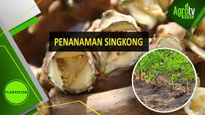 Pare'e merupakan alat musik tradisional yang berasal dari sulawesi tengah, alat musik ini mempunyai bentuk seperti garpu tala. Penanaman Singkong Youtube
