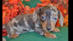 For example, if both parents carry the merle gene, double dapple puppies can be born. Miniature Dapple Dachshund Puppies For Sale Near Me Online Shopping Mall Find The Best Prices And Places To Buy