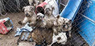 Puppy mill rescue florida 2020. The Usda Is Letting Puppy Mills Operate Without Inspections Aspca