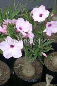 Image result for Adenium swazicum