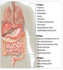 Gastrointestinal Tract Cnets