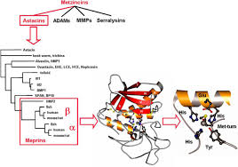 No copyright shall subsist in any work of the government of the philippines. Proteases History Discovery And Roles In Health And Disease Journal Of Biological Chemistry