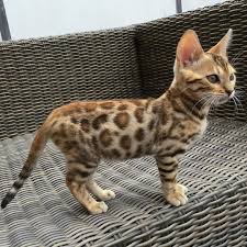 Generally around 14 years, although one of mine recently passed away at the age of 9 for unknown reasons (possibly heart failure), so it always varies from cat to cat. Bengal Cat