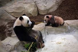 We did not find results for: Un Bebe Panda Doit Naitre Au Zooparc De Beauval Cet Ete
