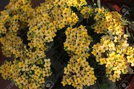 Compare prices & read reviews. Kalanchoe Blossfeldiana Yellow Ornamental Potted Plant With Succulent Opposite Leaves And Small Yellow Flowers In Terminal Branched Panicles Stock Photo Picture And Royalty Free Image Image 50170998