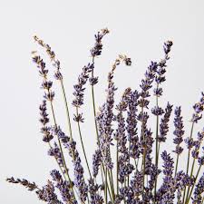 Dried Lavender Stem Bunch