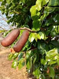 Image result for Hymenaea courbaril