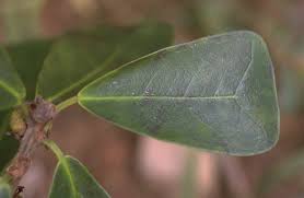 Image result for Ficus craterostoma